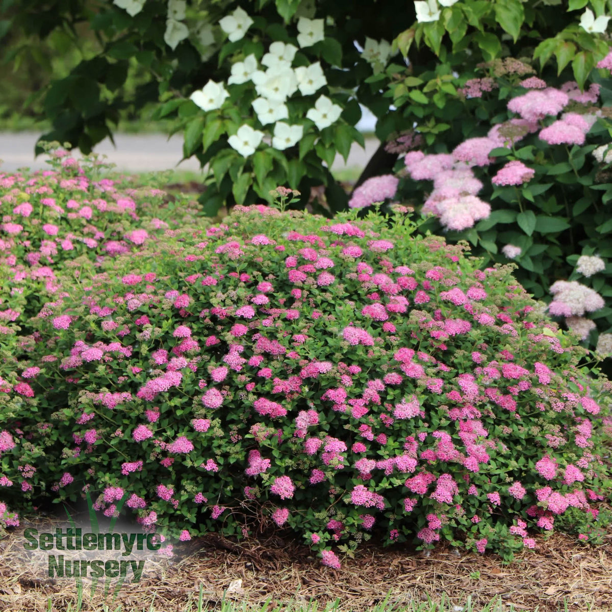 Spirea Double Play Princess Proven Winners 2G