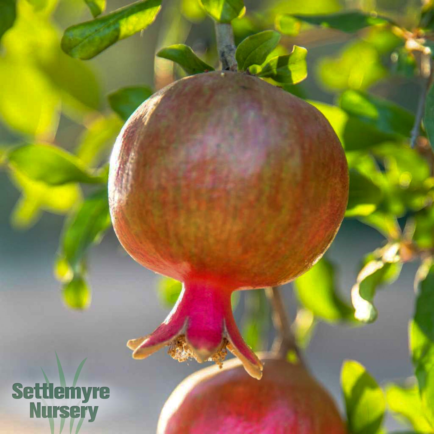 Pomegranate Salavatski 1G