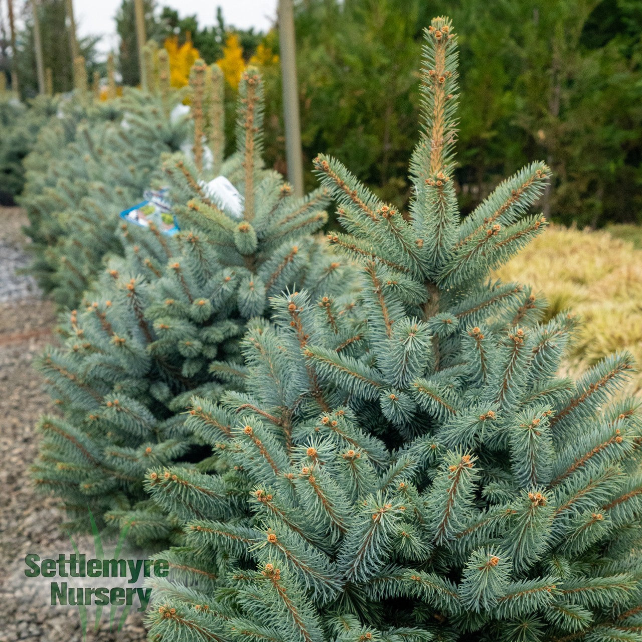 Iseli Monty Dwarf Blue Spruce Texture