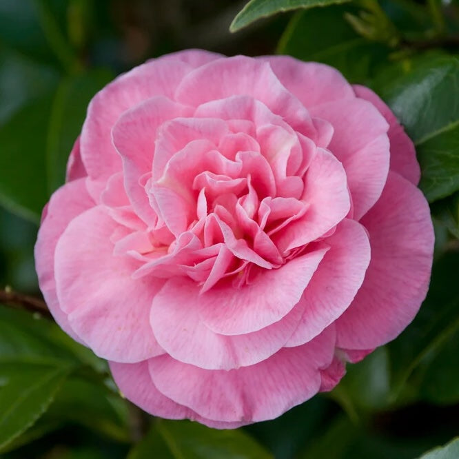 Camellia April Tryst Red