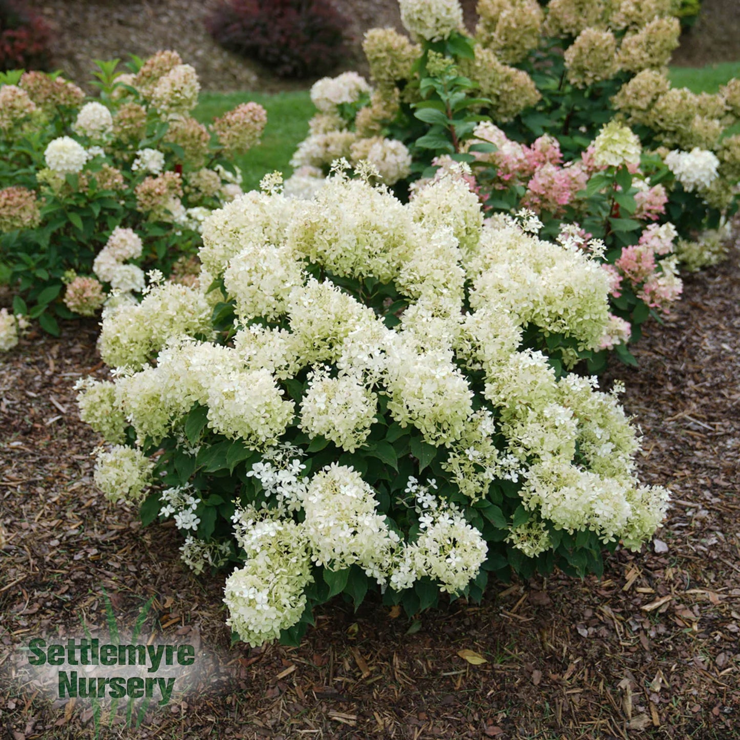 Hydrangea Puffer Fish - 203274