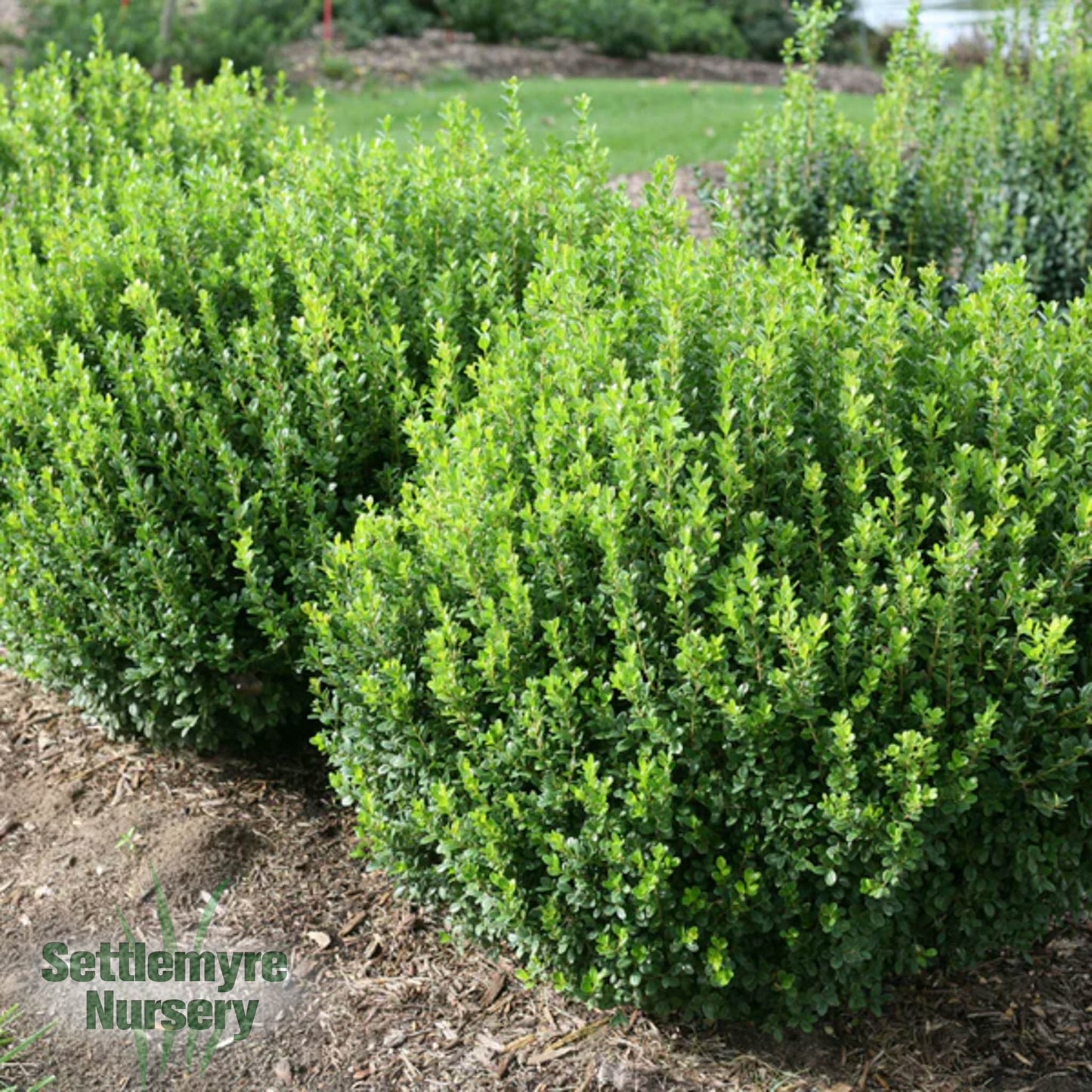 Boxwood Sprinter - 203275