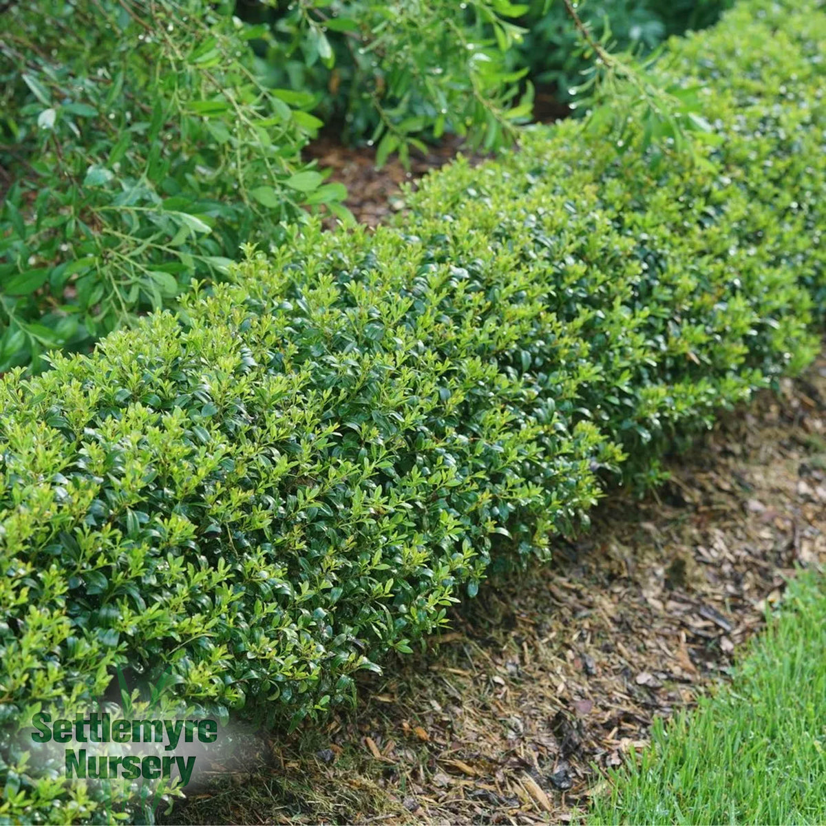 Ilex Holly Inkberry Strongbox Proven Winners 2G