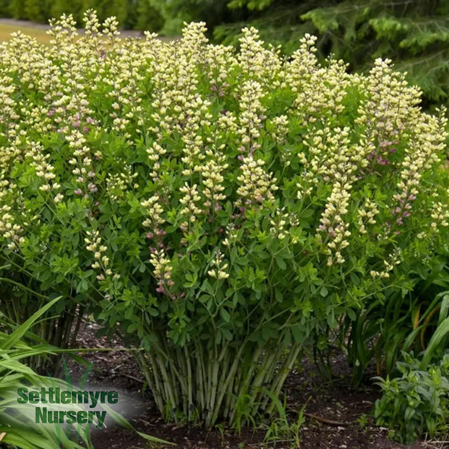Baptisia Pink Lemonade 3G