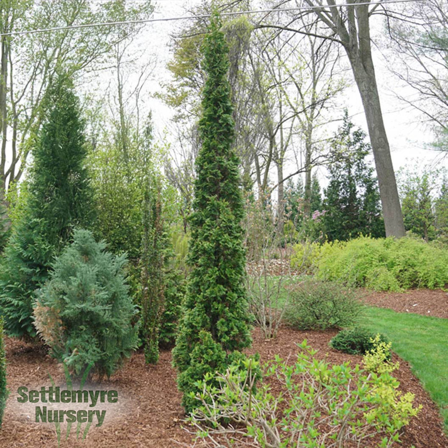 Thuja Sting Aborvitae 2G