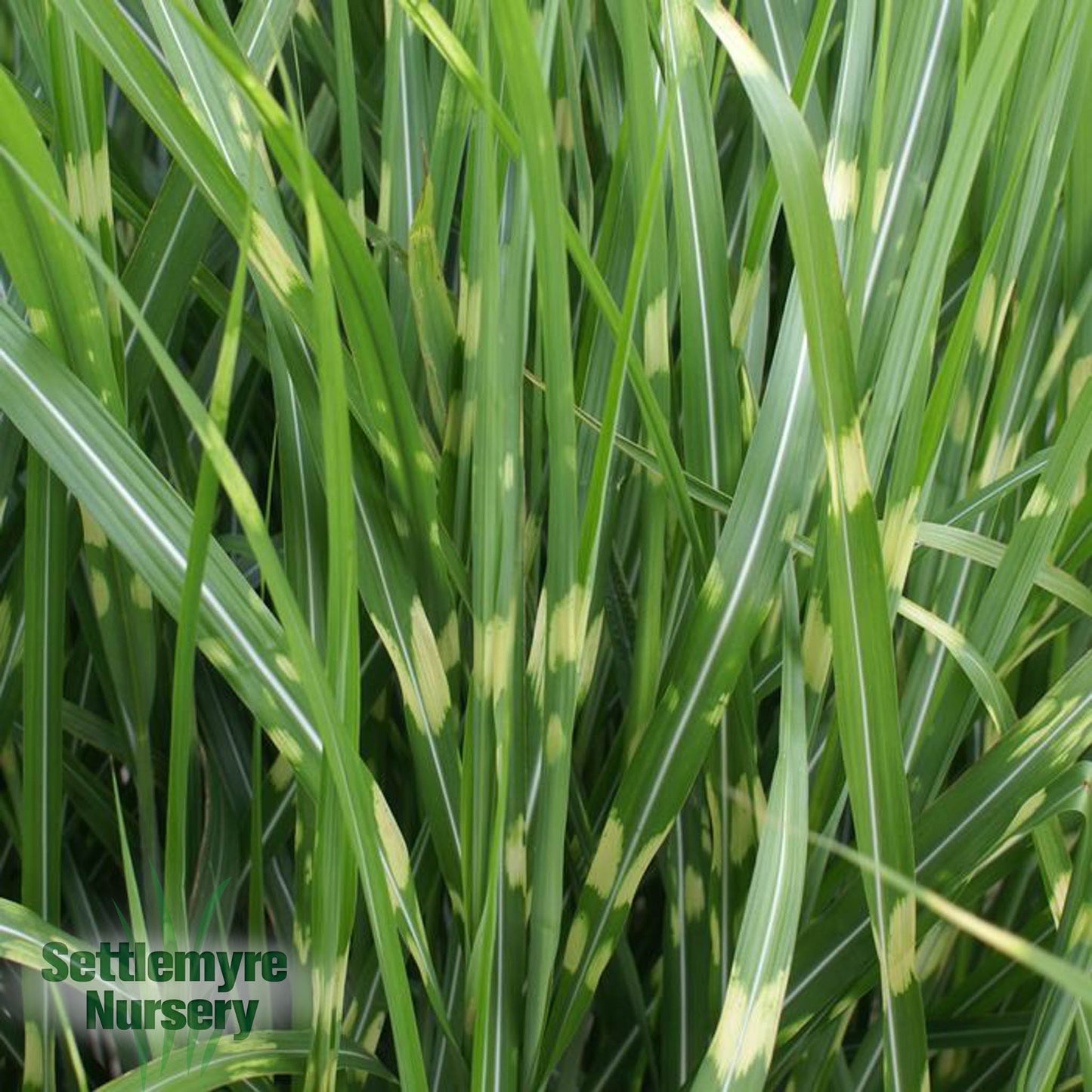 Miscanthus Zebra Ornamental Grass