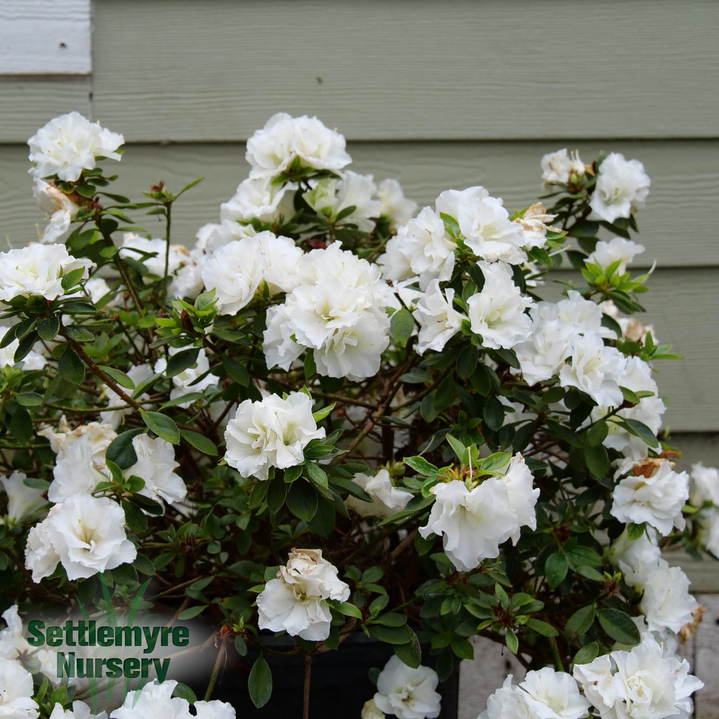 Azalea Perfecto White 2 Gallon Proven Winners