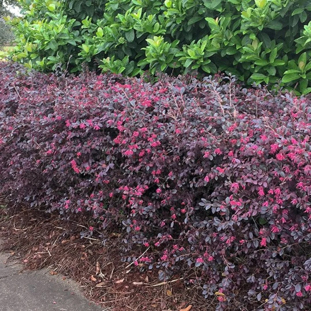 Summer foliage on the Daruma Loropetalum