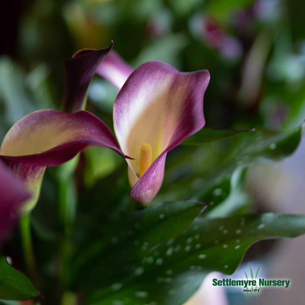Calla Lily 6 Assorted Colors