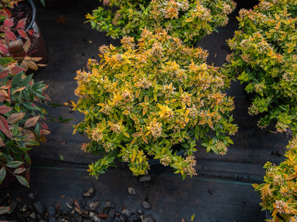 Abelia Kaleidoscope