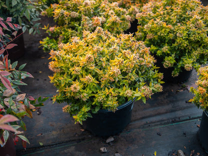 Abelia Kaleidoscope