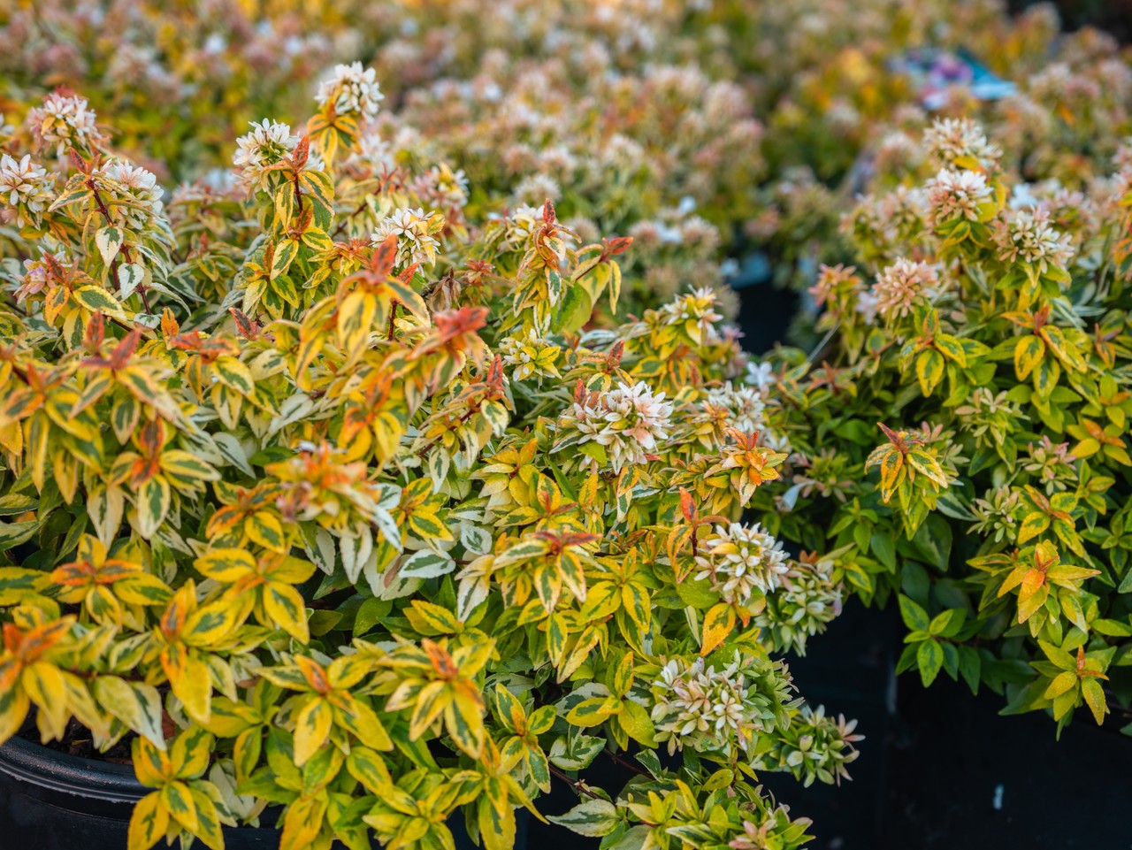 Abelia Kaleidoscope
