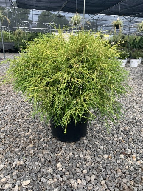 Gold Mop Chamaecyparis