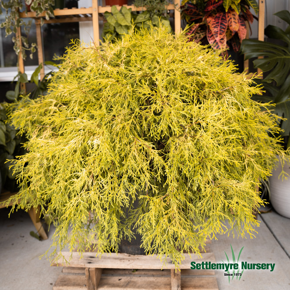 Gold Mop Chamaecyparis