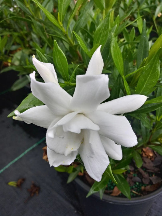 Gardenia Frost Proof
