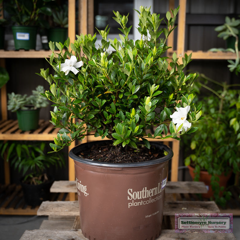 Jubilation Gardenia from Southern Living Plants Collection in pot