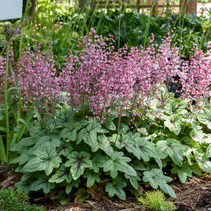 Heucherella
