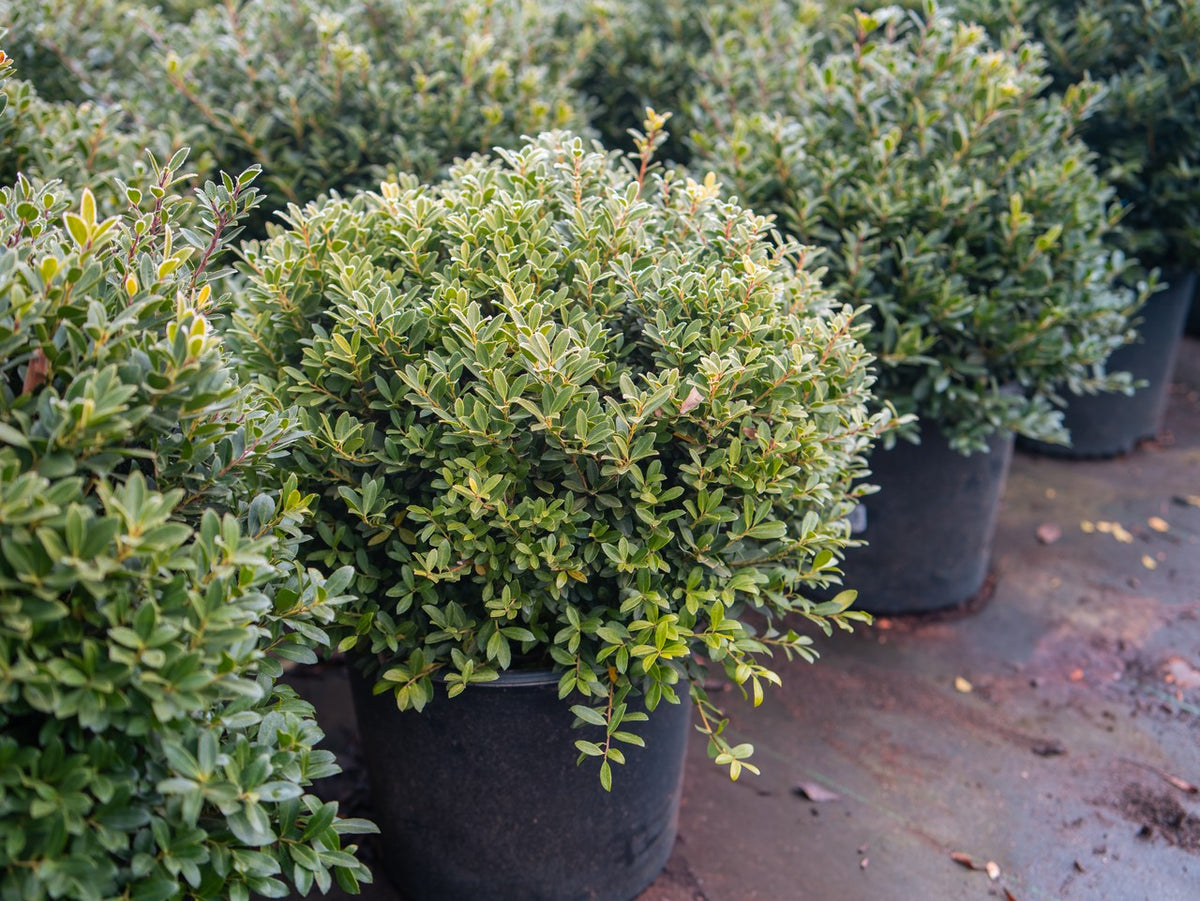 Hoogendorn Japanese Holly