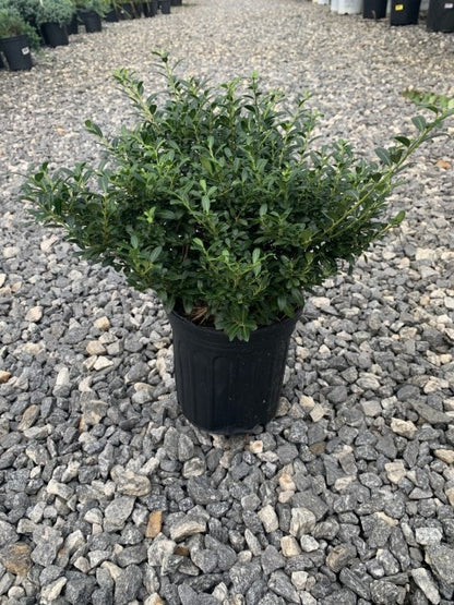 Holly Soft Touch