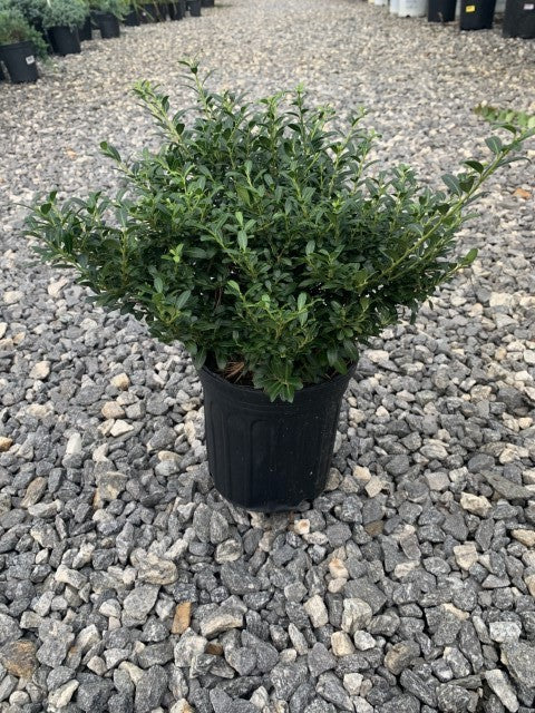 Holly Soft Touch