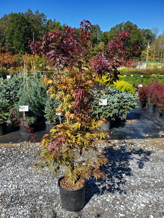 Japanese Maple Oregon Sunset 5 Gallon