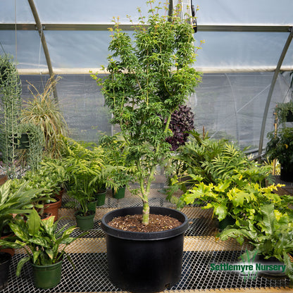 Shishigashira Japanese Maple