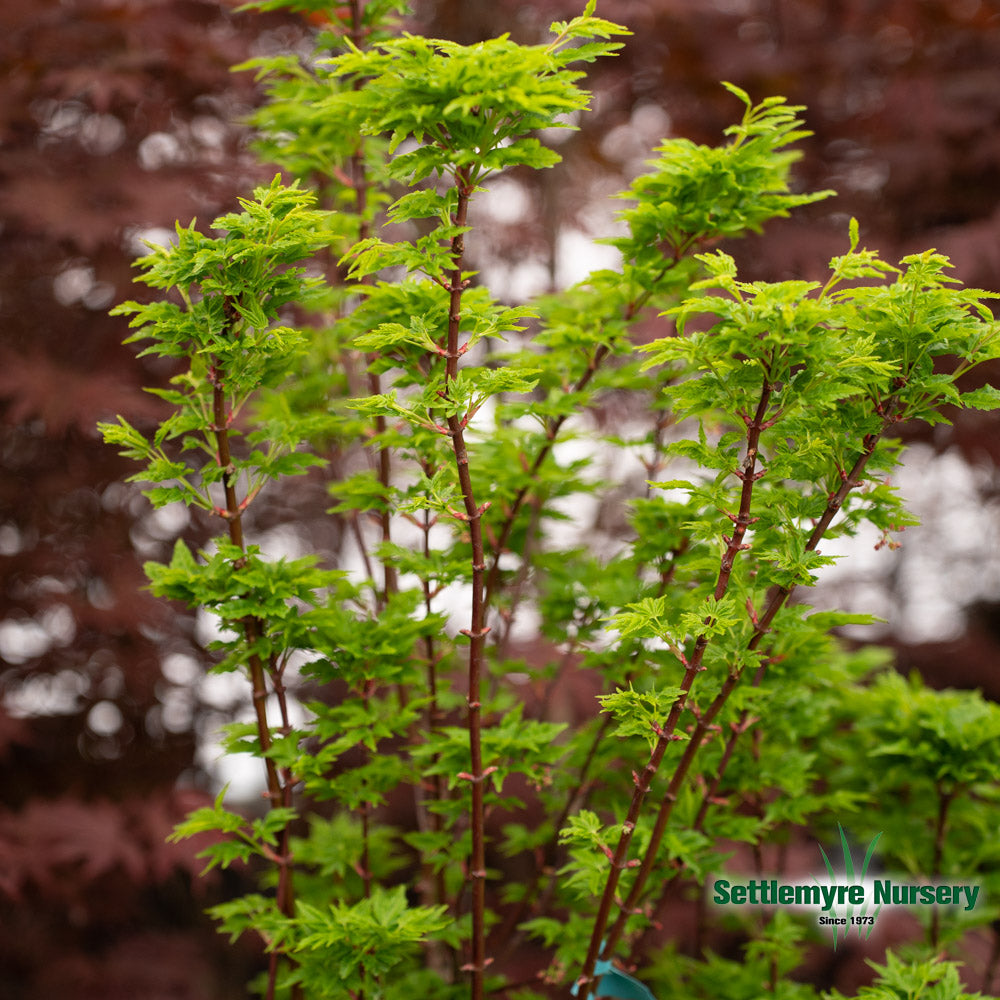 Shishigashira Japanese Maple in group
