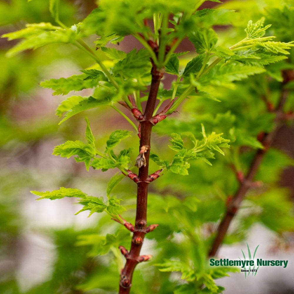 Shishigashira Japanese Maple