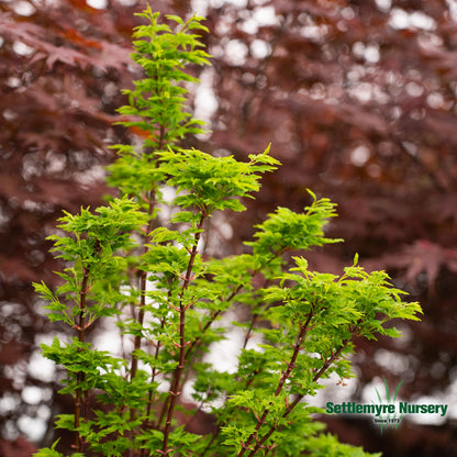 Shishigashira Japanese Maple