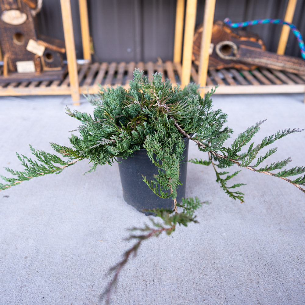 Blue Rug Juniper: A spreading evergreen plant ideal for adding texture and color to gardens.