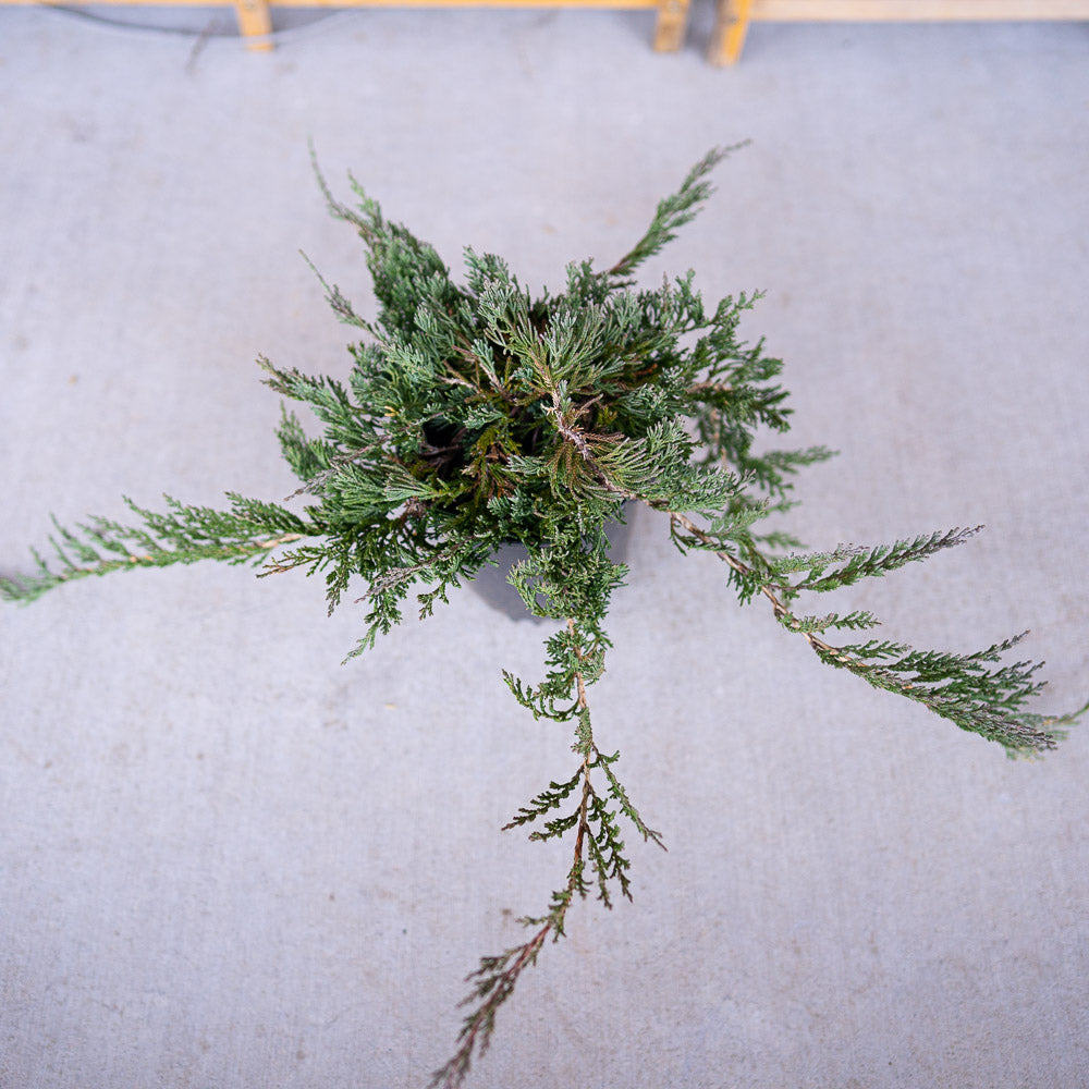 top view of blue rug juniper