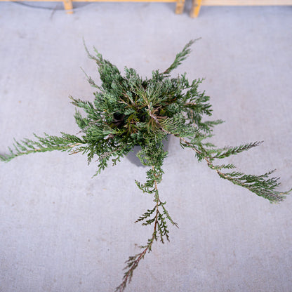 top view of blue rug juniper