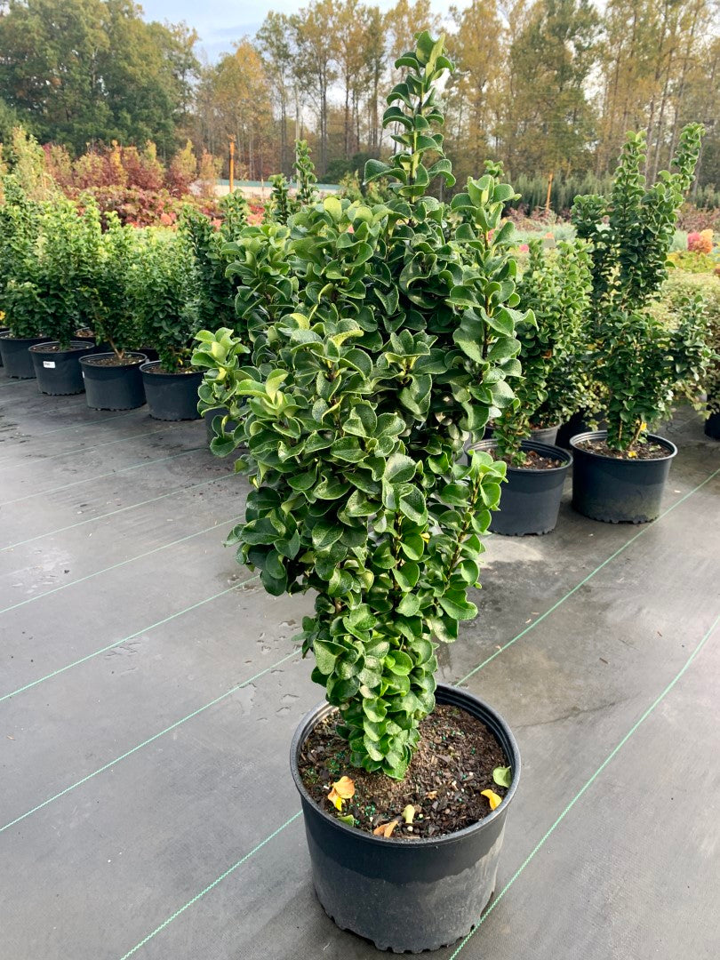 Ligustrum CUrly Leaf