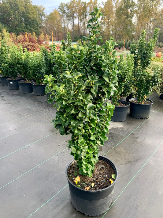Ligustrum CUrly Leaf