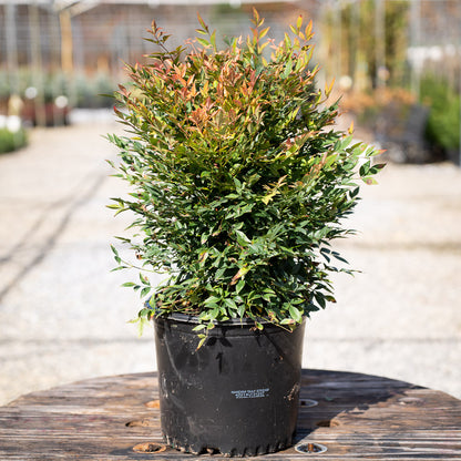 Nandina Gulf Stream