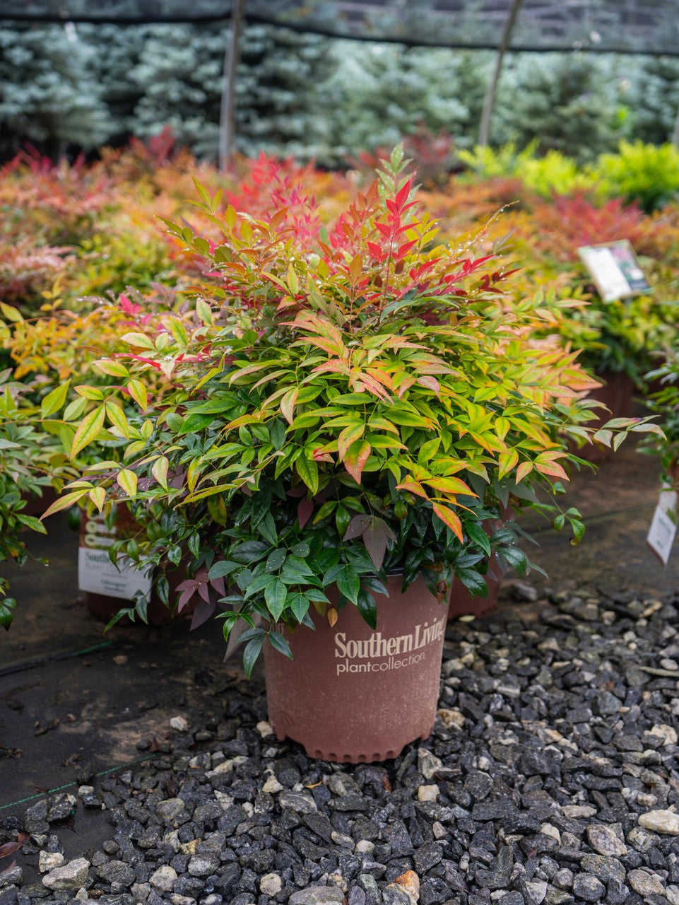 Nandina Obsession
