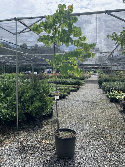 Rising Sun™ Eastern Redbud Tree 15 Gallon