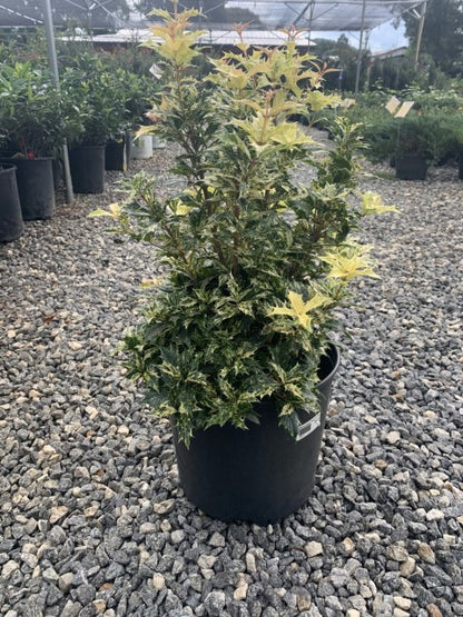 Goshiki Osmanthus foliage with multiple colors including red