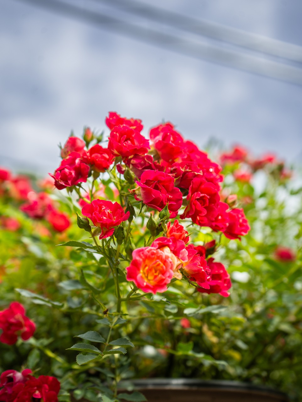 Red Drift Rose