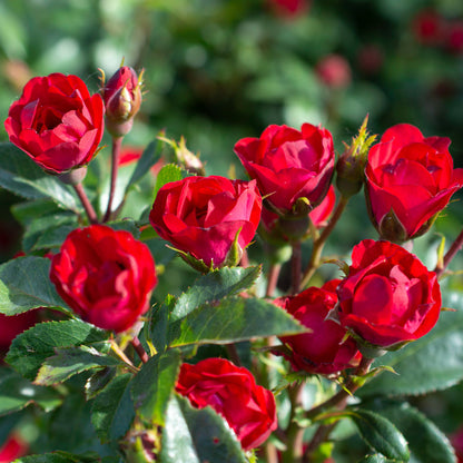 Petite Knock Out Red Rose