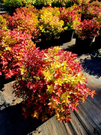 Gold Mound Spiraea