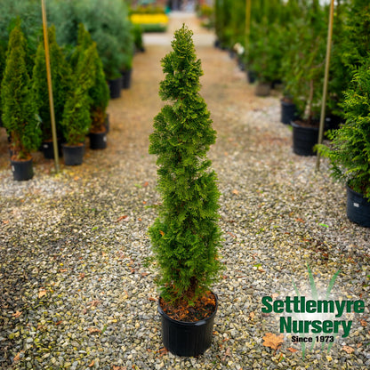 Emerald Green Arborvitae