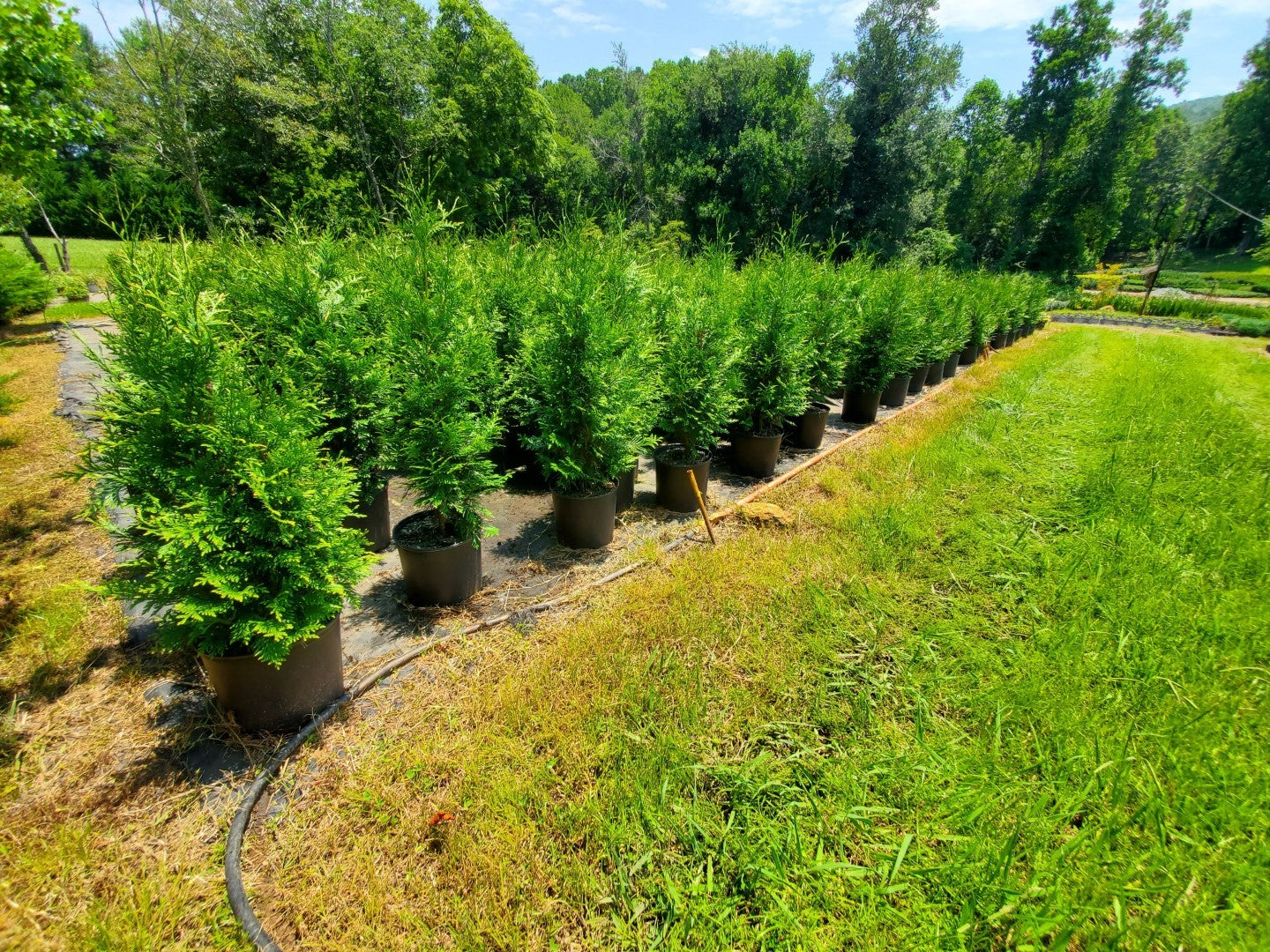 Thuja Green Giant