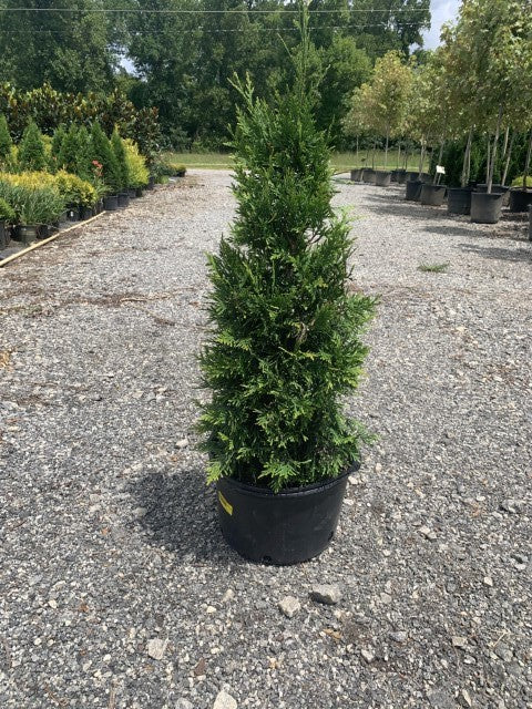 Thuja Green Giant