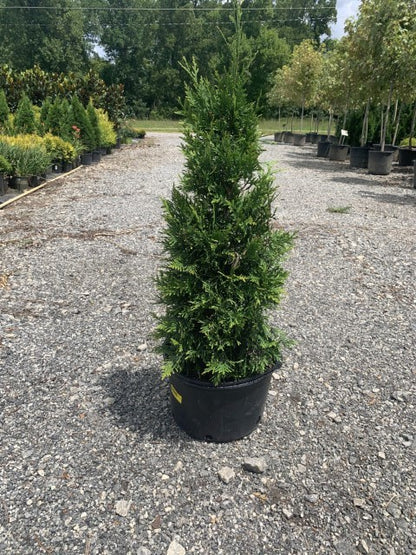 Thuja Green Giant