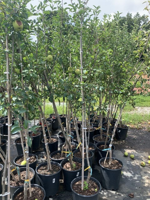 Apple Tree Gala
