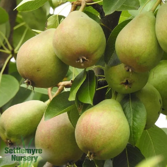Pear Tree Kieffer