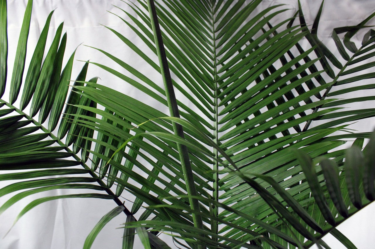 Palm Cat 10/12