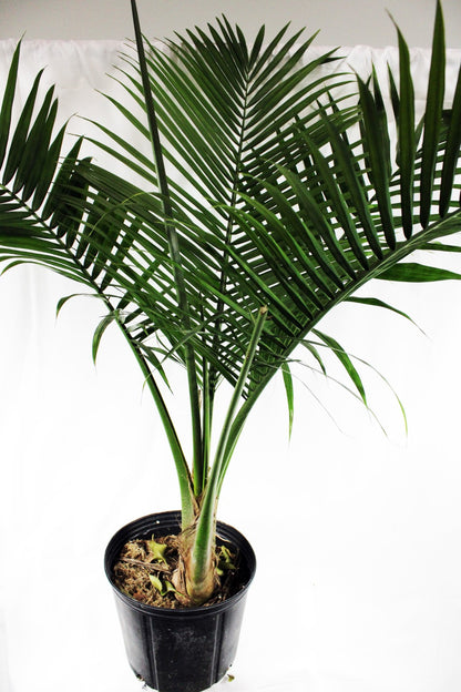Palm Cat 10/12