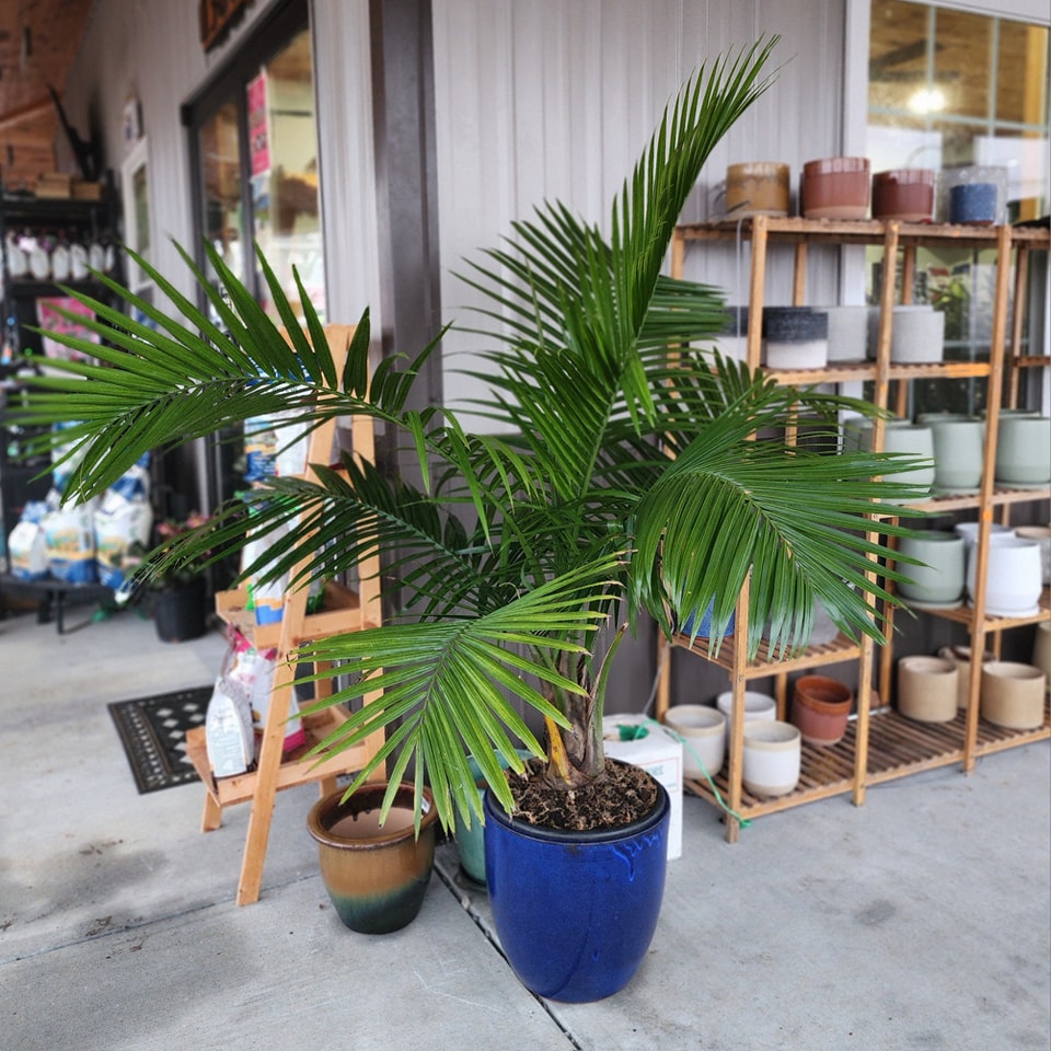 Palm Cat 10/12
